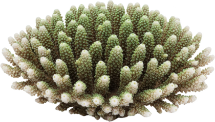 Close up view of a branched coral with green polyps and white tips isolated on black transparent background