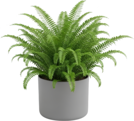 Lush Green Fern Plant In A Simple Gray Pot Isolated On A Transparent Background For Easy Selection And Placement Transparent Background