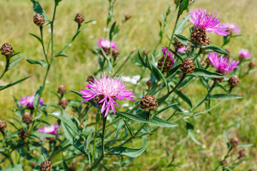 Brown knapweed with purple blooms in meadow