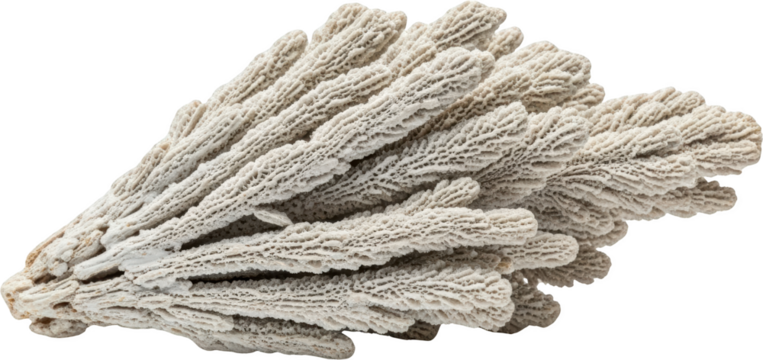 Detailed textured white coral branch with intricate porous structure reef transparent background
