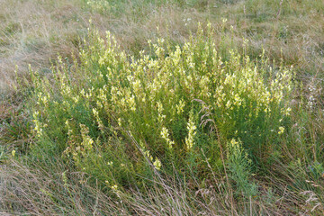 Wild toadflax flowers blooming in dry meadow