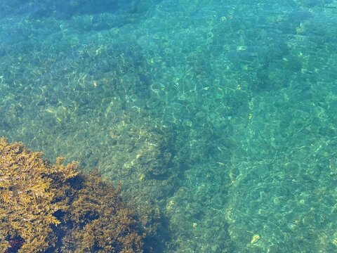 Sea with underwater seaweed crystal clear water.