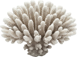 Naklejka premium White branched coral cluster showcasing numerous small polyps isolated with