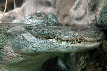 Obraz premium crocodile in the water waiting for the passage of its next victim