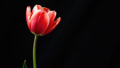Fototapeta premium Single red and white tulip, stark black backdrop Watercolor-like hues , studio shot, bloom, vibrant