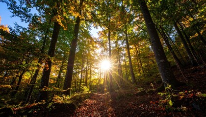 Fototapeta premium Sunlight streams through autumn forest canopy