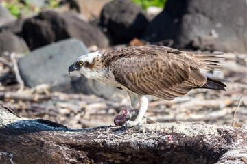 Powerful Raptor Feeding on the Ground - Osprey with Fish in Claws