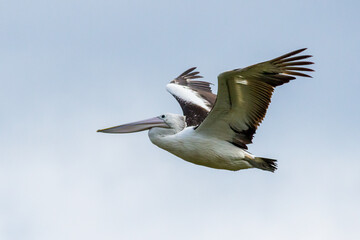 Australian Pelican in Mid-Flight - Upward Wing Motion Captured Clearly