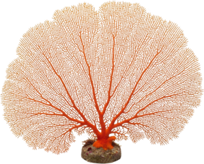 Ornate orange sea fan with intricate branching patterns on a rocky base isolate