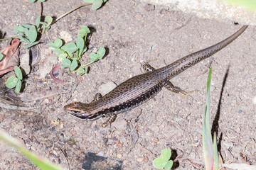 Southern Water Skink Basking on Dry Earth