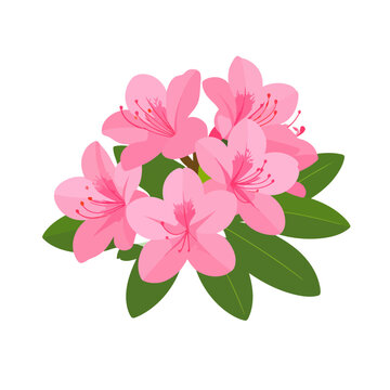Lush cluster of pink azalea flowers with prominent stamens and green leaves. Flat vector illustration.