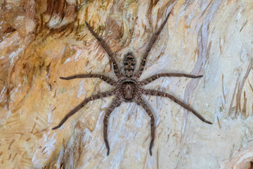 Jungle Huntsman Spider Blending into Tree Bark