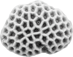 Close up view of a textured hexagonal patterned white coral specimen Marine transparent background