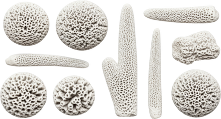 Collection of white coral specimens displaying intricate porous textures and varied shapes transparent background