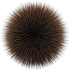 Obraz premium Close up view of a spiky brown spherical object radiating outwards isolate