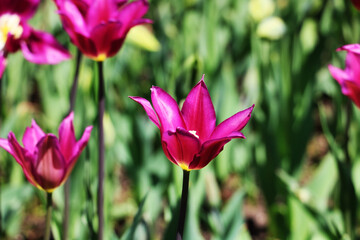 Obraz premium The Burgundy tulip is a lily-colored plant.
