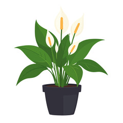 Lush Peace Lily plant illustration with vibrant green leaves and white spathe flowers in a dark grey pot.