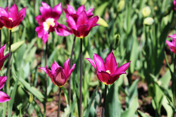 Fototapeta premium The Burgundy tulips are a lily-colored plant.