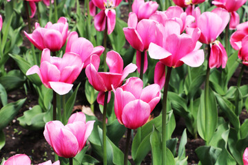 Obraz premium The Poco Loco tulips