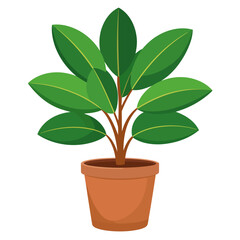 Lush green rubber plant with broad leaves in a simple terracotta pot illustration.