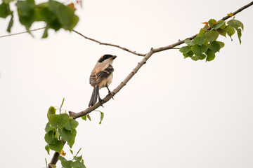 bird on a branch