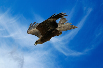 image of an eagle in flight
