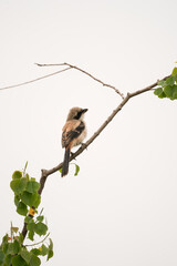 bird on a branch
