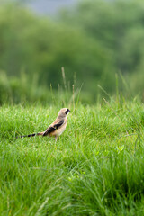 bird on the grass