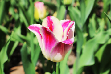 The white and pink Tulip Claudia
