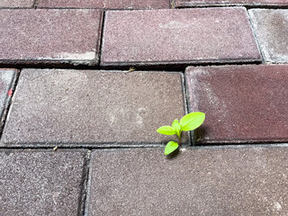レンガグロックの隙間から生えてきた若葉