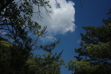 Pine tree branches with blue sky and clouds