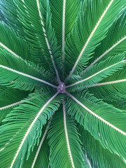 green palm tree leaves captured from above