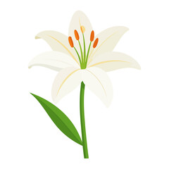 Naklejka premium Elegant white lily flower illustration with delicate petals, orange anthers, and a single green leaf on its stem.