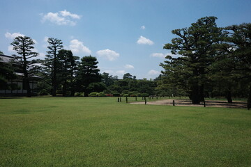 Wide grassy park landscape with pine trees
