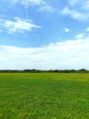初夏のシロツメクサ咲く江戸川河川敷の草原風景