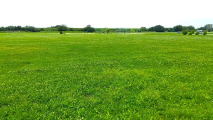 Obraz premium 初夏のシロツメクサ咲く江戸川河川敷の草原風景