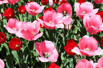 Gesner's tulip is a plant