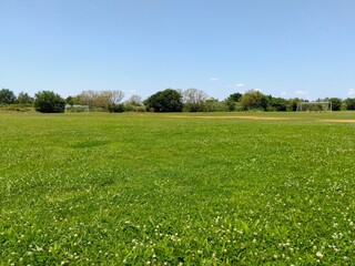 初夏のシロツメクサ咲く江戸川河川敷の草原風景