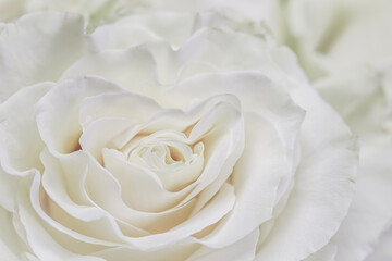 White rose flower petals, soft focus. Macro flowers backdrop