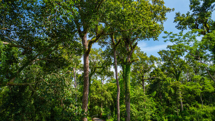 large and tall teak forest bathed in sunlight, with tall, slender trees reaching toward the sky. The soft rays of light filtering through the branches create a serene and enchanting woodland