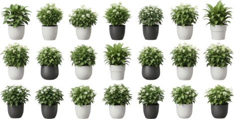 Collection of green potted plants some with white flowers in white and black pots isolate