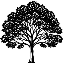 Obraz premium Detailed black and white illustration of a deciduous tree silhouette