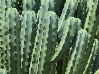 Tall Green Desert Cactus Close-Up – Nature, Texture, Botanical Spikes