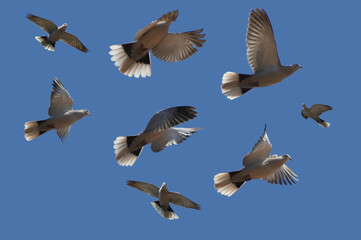 flock of turtle doves flying in different directions