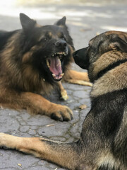 pair of German Shepherd Dogs playing outdoors