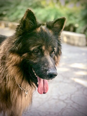 close-up portrait of a male german shepherd dog