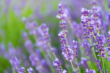 Obraz premium Purple lavender. Lavender flower in summer. France Provence field. Purple lavender bloom in nature. Composition of nature. Summer blooming flower. Blooming flower field. Field of lavender