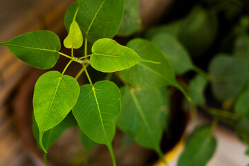 Sacred Fig Plant: Lush Green Leaves Close-Up
