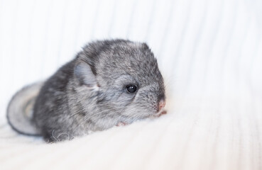 Cute baby chinchilla 3 days old on a white background
