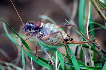 cricket among the grass photographed close-up